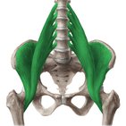 Iliopsoas muscle