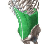 Seitliche Bauchmuskulatur