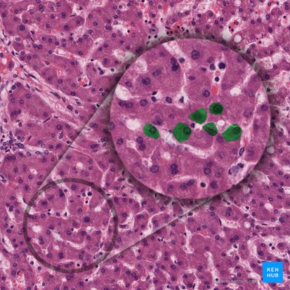 Hepatocito (Hepatocytus); Imagen: 