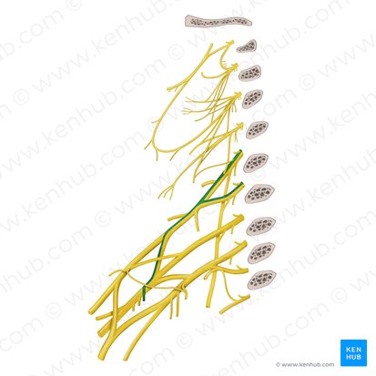 Nerf subscapulaire supérieur (Nervus subscapularis superior); Image : Begoña Rodriguez