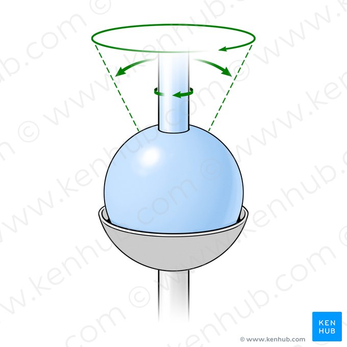 Articulação em bola-e-soquete (Articulatio sphaeroidea); Imagem: Paul Kim