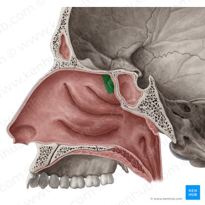 Recesso esfenoetmoidal (Recessus sphenoethmoidalis); Imagem: Yousun Koh