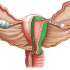 Myometrium