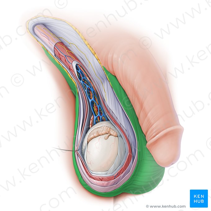 Scrotal skin (Cutis scroti); Image: Paul Kim