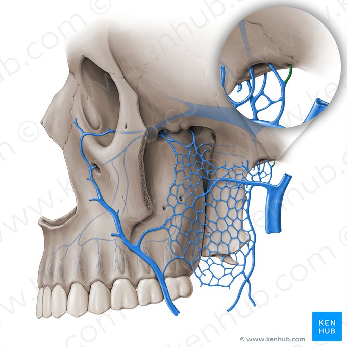 Middle meningeal vein (Vena meningea media); Image: Paul Kim