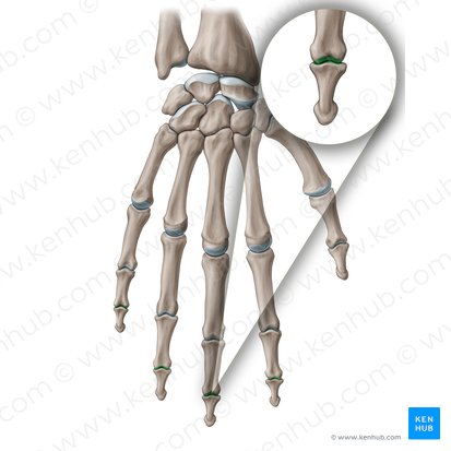 Articulação interfalângica distal (Articulatio interphalangea distalis); Imagem: Paul Kim