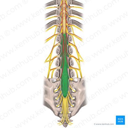 Cauda equina; Image: Rebecca Betts