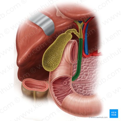 Conduit biliaire (Ductus biliaris); Image : Samantha Zimmerman