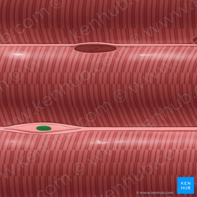 Fibroblast nucleus (Nucleus fibroblasti); Image: Tal Bavli Ziv