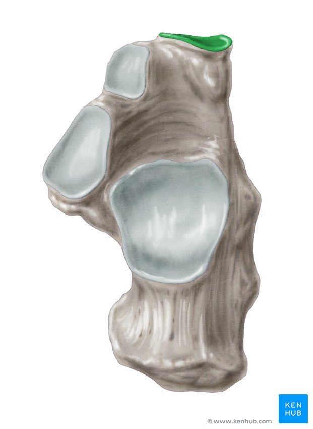 Cuboidal articular surface of calcaneus - cranial view