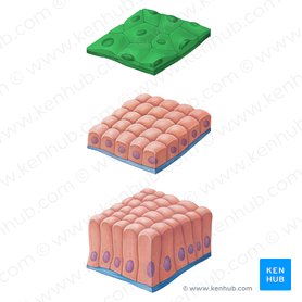 Stratified epithelium: Characteristics, function, types | Kenhub