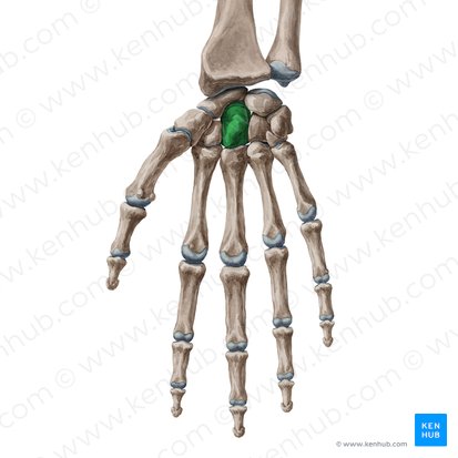 Capitate bone (Os capitatum); Image: Yousun Koh