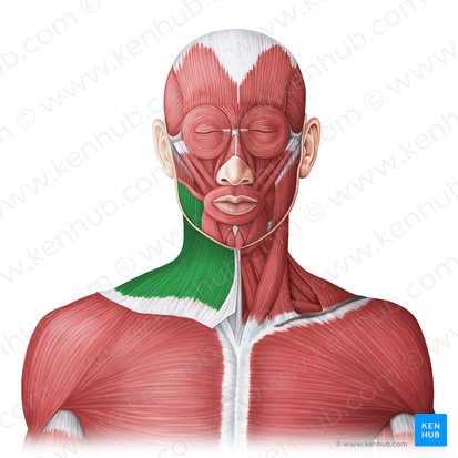 Platysma muscle (Musculus platysma); Image: Irina Münstermann