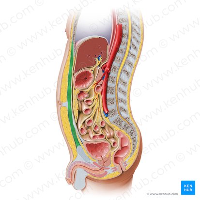 Músculo recto del abdomen (Musculus rectus abdominis); Imagen: Paul Kim