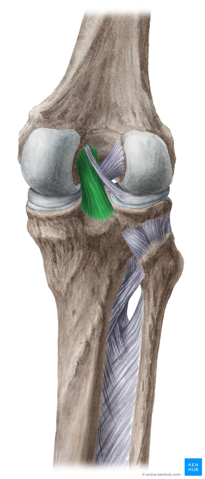 Ligamento cruzado posterior: Anatomia e função | Kenhub, image size:684x1600