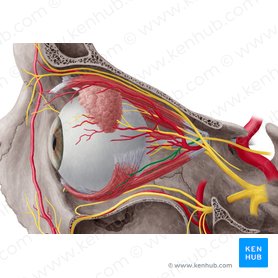 Ramo inferior do nervo oculomotor (Ramus inferior nervi oculomotorii); Imagem: Yousun Koh