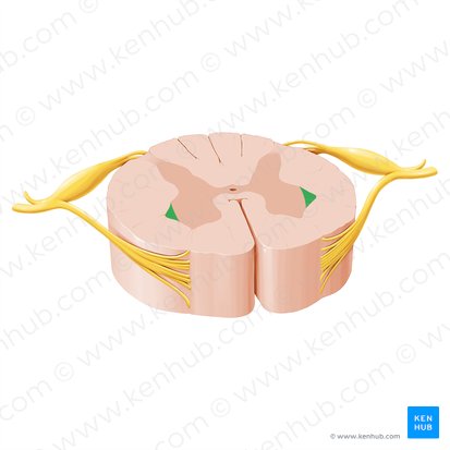 Corno lateral da medula espinal (Cornu laterale medullae spinalis); Imagem: Paul Kim