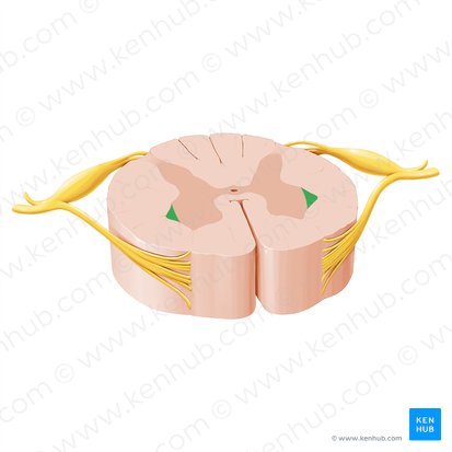 Asta lateral de la médula espinal (Cornu laterale medullae spinalis); Imagen: Paul Kim