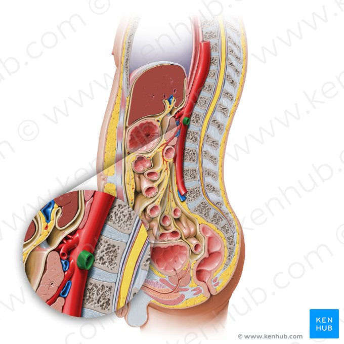 Artéria renal esquerda (Arteria renalis sinistra); Imagem: Paul Kim