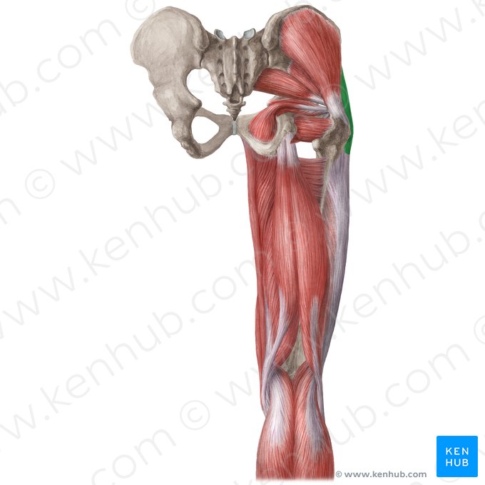 Músculo tensor de la fascia lata (Musculus tensor fasciae latae); Imagen: Liene Znotina