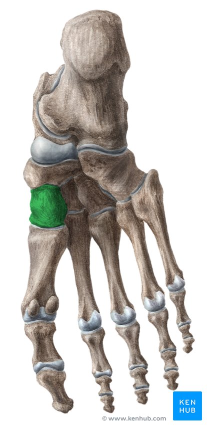 Medial cuneiform bone - caudal view