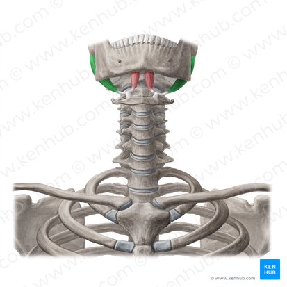 Posterior belly of digastric muscle (Venter posterior musculi digastrici); Image: Yousun Koh