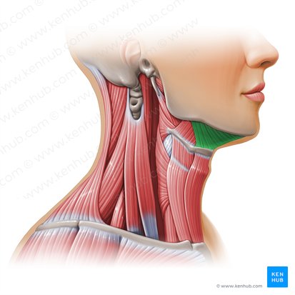 Mylohyoid muscle (Musculus mylohyoideus); Image: Paul Kim
