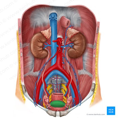 Uterus; Image: Irina Münstermann