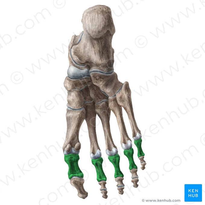 Falanges proximales del pie (Phalanges proximales pedis); Imagen: Liene Znotina