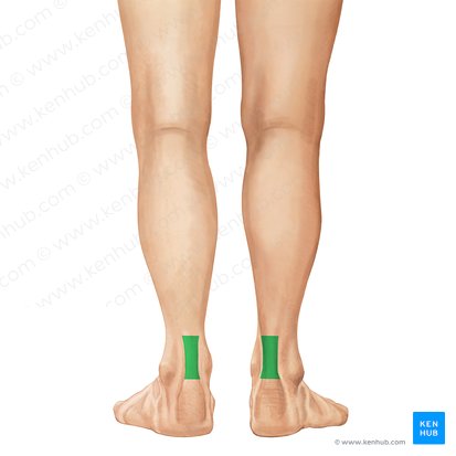 Tendão calcâneo (Tendo calcaneus); Imagem: Irina Münstermann