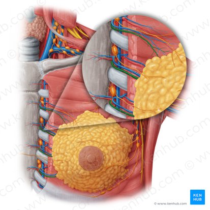 Rami mammarii mediales arteriae thoracicae internae (Mittlere Brustdrüsenäste der inneren Brustkorbarterie); Bild: Samantha Zimmerman