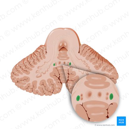 Núcleo emboliforme (Nucleus emboliformis); Imagen: Paul Kim