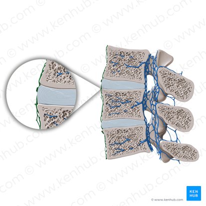 Anterior external vertebral venous plexus (Plexus venosus vertebralis externus anterior); Image: Paul Kim