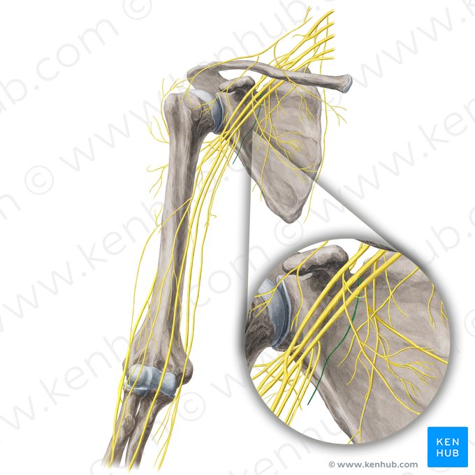 Nervio subescapular inferior (Nervus subscapularis inferior); Imagen: Yousun Koh