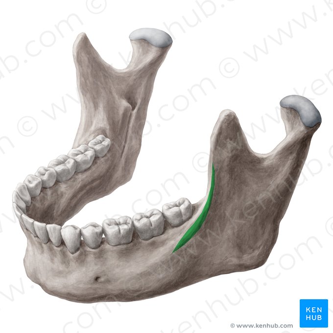 Linha oblíqua da mandíbula (Linea obliqua mandibulae); Imagem: Yousun Koh