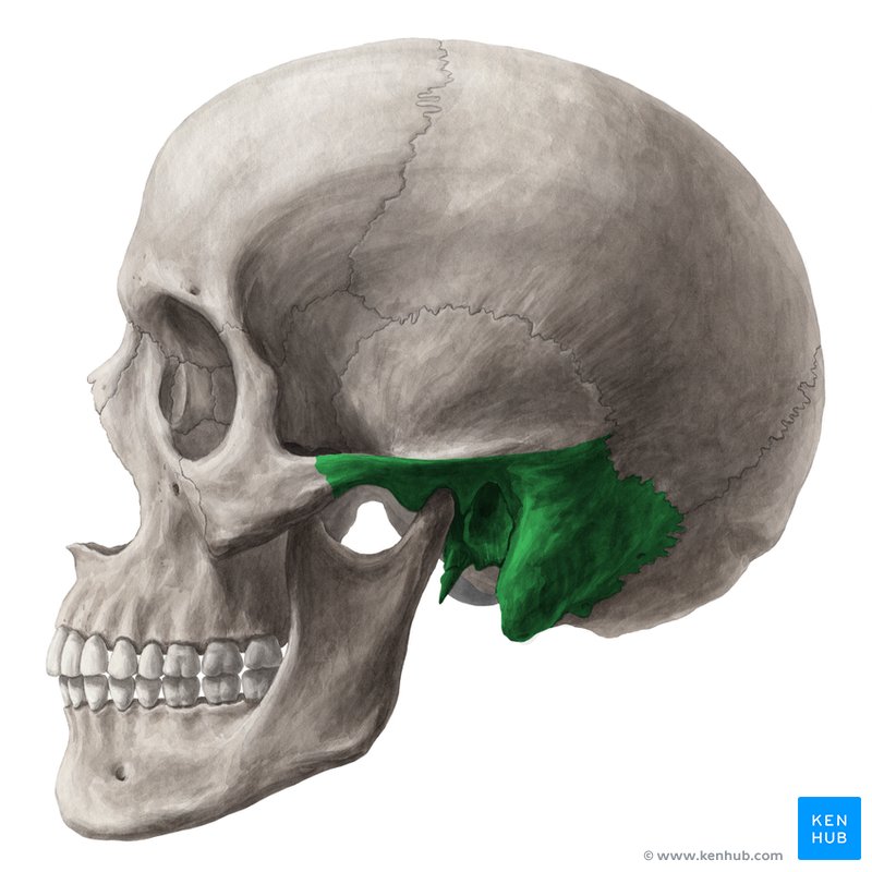 Petrous part of temporal bone - lateral-left view