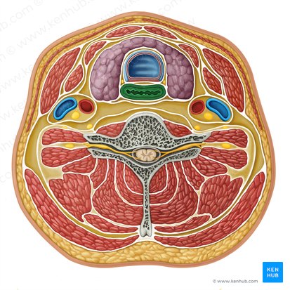 Oesophagus (Speiseröhre); Bild: Irina Münstermann