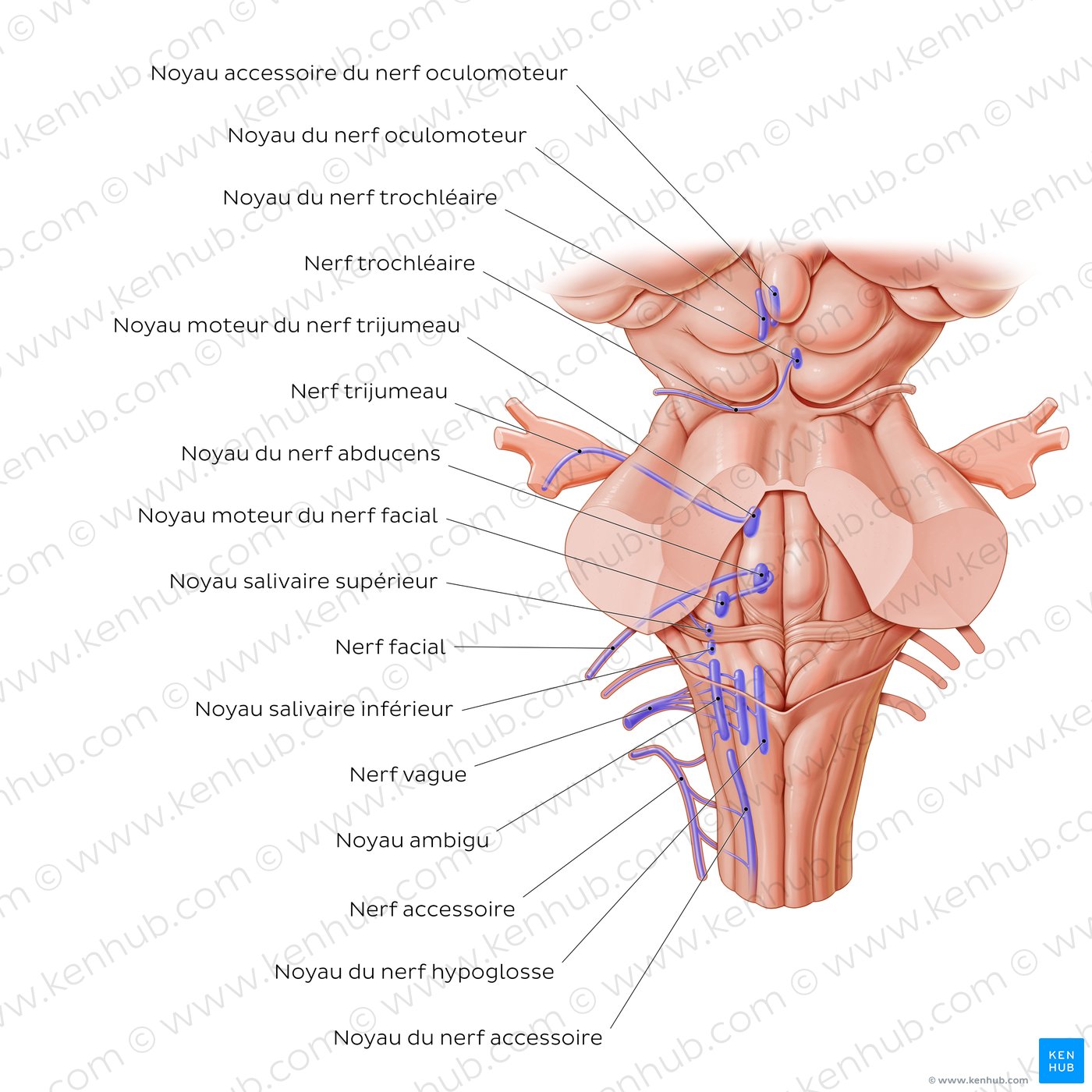 Motor (efferent) cranial nerve nuclei