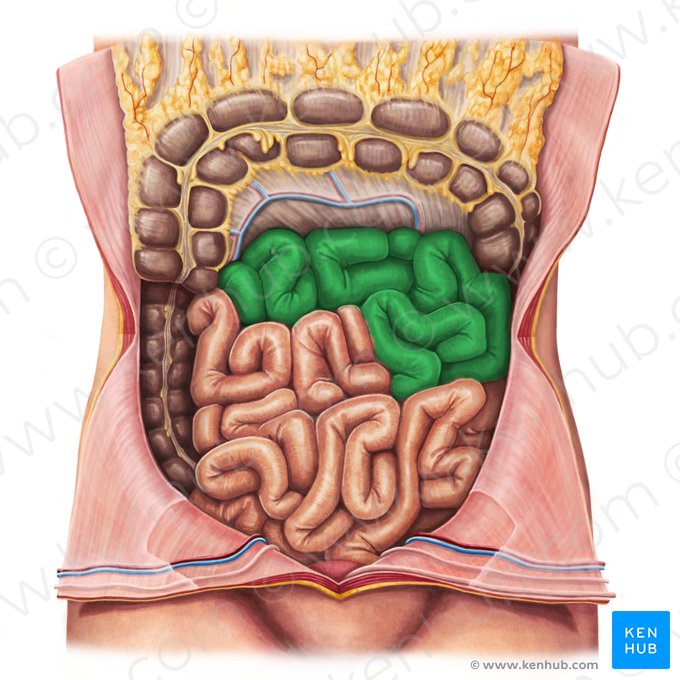 Jejunum (Leerdarm); Bild: Irina Münstermann