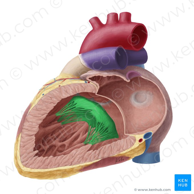 Valva mitral (Valva atrioventricularis sinistra); Imagem: Yousun Koh