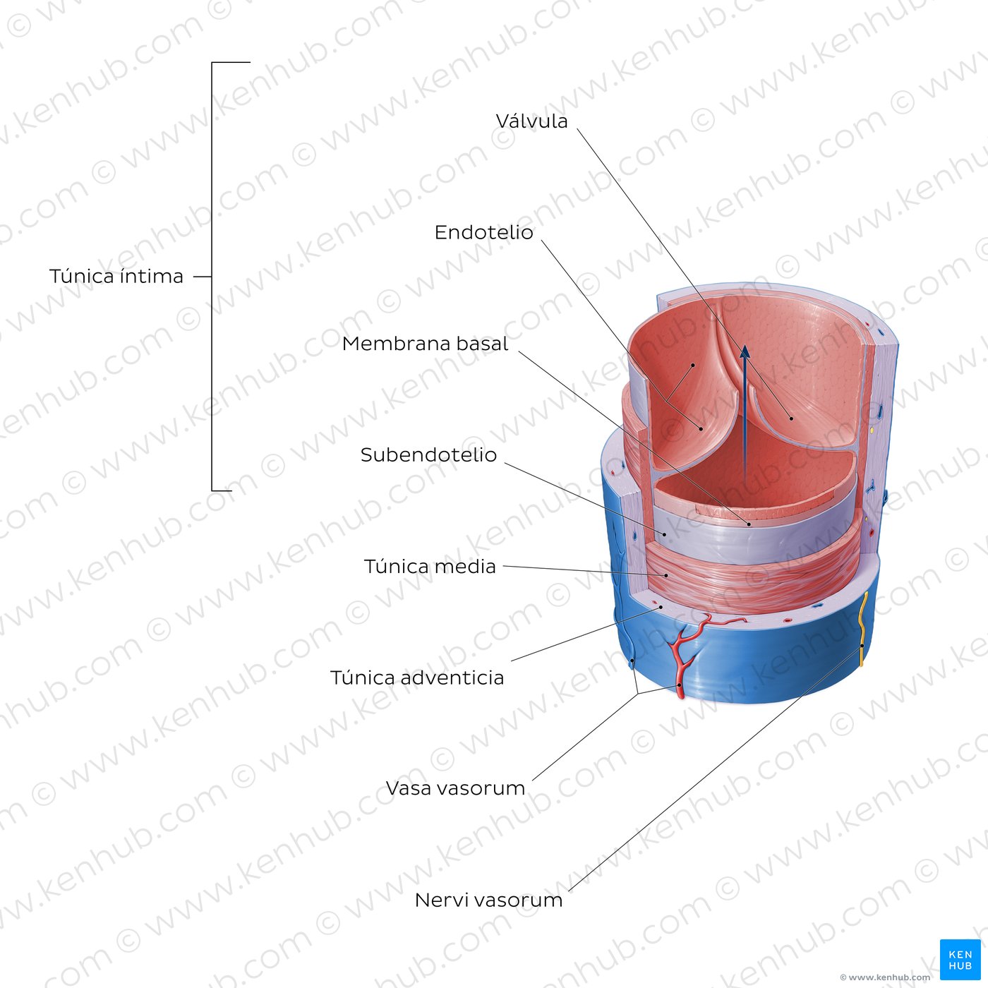 Estructura de los vasos sanguíneos: Vena