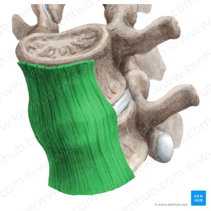 Anterior longitudinal ligament (Ligamentum longitudinale anterius); Image: Liene Znotina