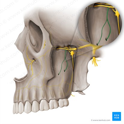Posterior superior alveolar nerve (Nervus alveolaris superior posterior); Image: Paul Kim