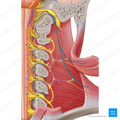 Nervus accessorius (Beinerv); Bild: Paul Kim