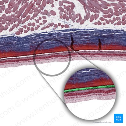 Membrana de Bruch (Complexus basalis choroideae); Imagen: 