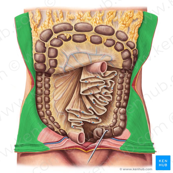 Peritoneo parietal (Peritoneum parietale); Imagen: Irina Münstermann