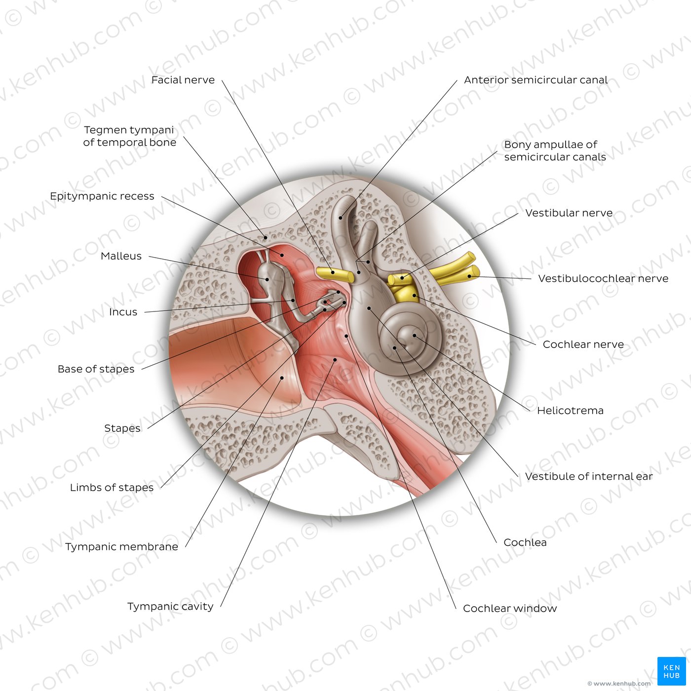 Middle ear: coronal section