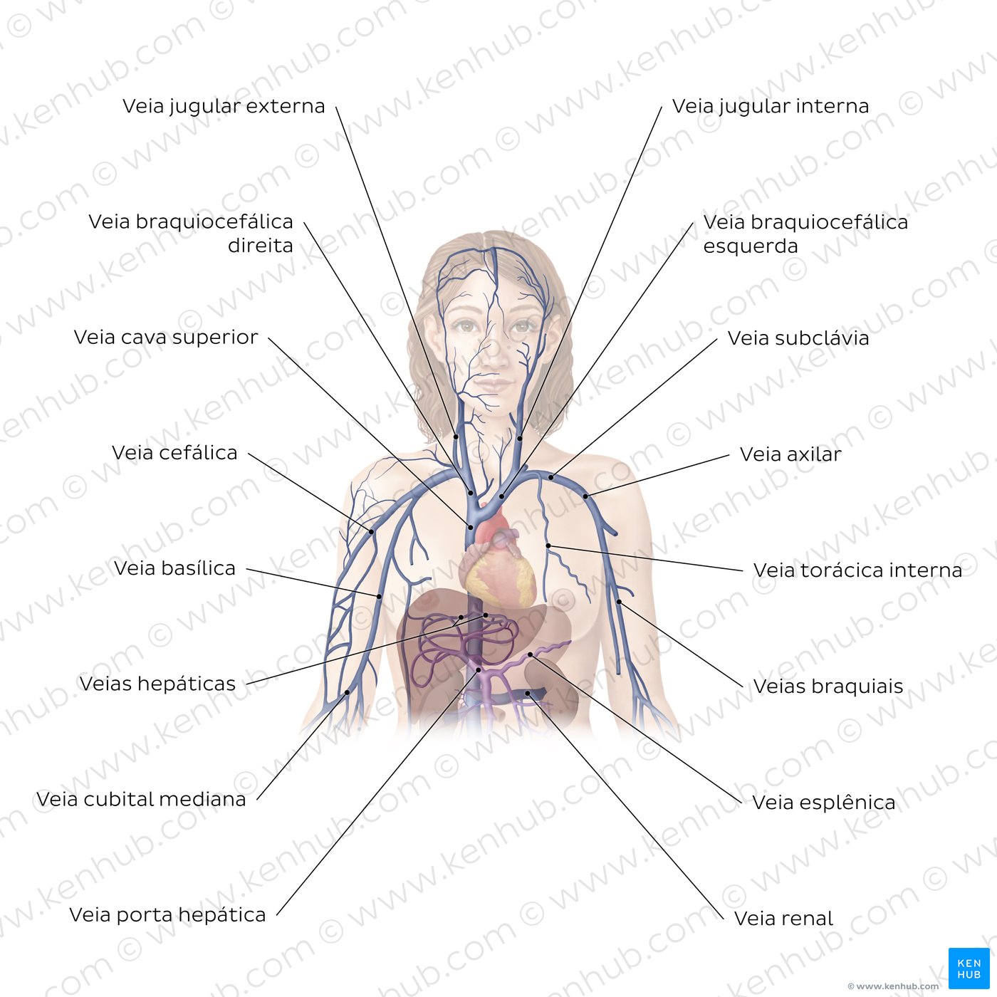Cardiovascular system: Veins of the upper part of the body
