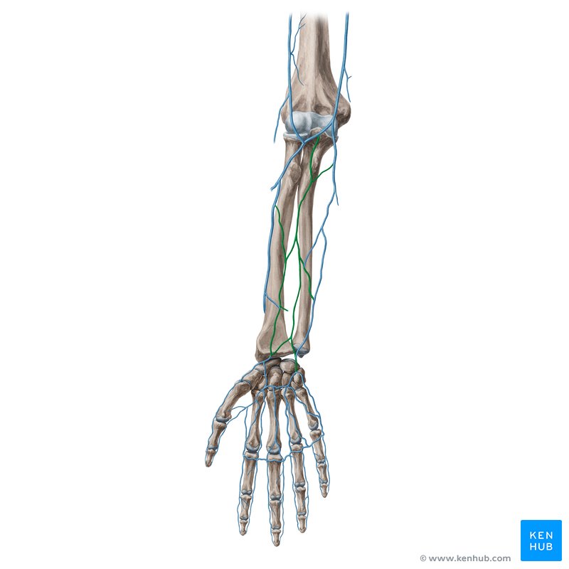 Median antebrachial vein (Vena mediana antebrachii)