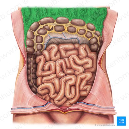 Greater omentum (Omentum majus); Image: Irina Münstermann